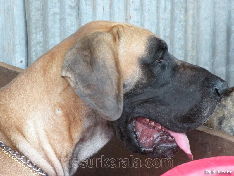 Mannuthy-Thrissur-Dog-Show-2011 (8)